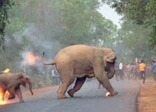 صورة لأنثى فيل وصغيرها يهربان من هجوم ناري تفوز بجائزة "الحياة البرية"