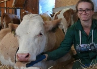 تنتج المزيد من الحليب.. دراسة: الأبقار تحب "الدردشة"