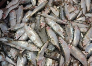 وجبة البسطاء تزين الأسواق.. بشائر السردين تضبط أسعار الأسماك في دمياط