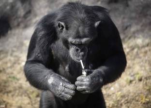 بالصور| أنثى شمبانزي تدمن تدخين السجائر