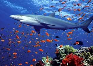 غواصة ترصد مستعمرات لكائنات بحرية في المحيط الهندي.. أبرزها سمكة «الناب»
