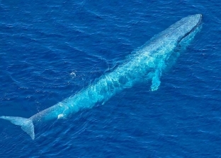 أكبر كائن حي في العالم.. هل زار الحوت الأزرق السواحل المصرية من قبل؟