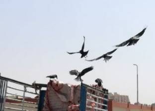 «الغربان» تهاجم المواطنين فى السويس
