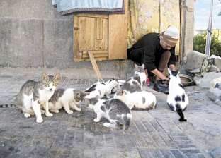 "هدى" تربِّي 130 قطة من معاش والدها: "همّا عيلتي الحقيقية"