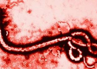 اكتشاف سلالة جديدة من فيروس "الإيبولا" وعلماء يحذرون من إعادة تفشيه