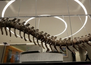باحثون يعثرون على بقايا ديناصور في الأرجنتين