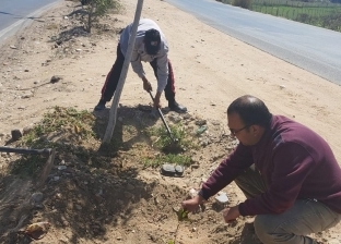 زراعة شتلات زينة وأشجار في مركز سمالوط بالمنيا ضمن المبادرة الرئاسية