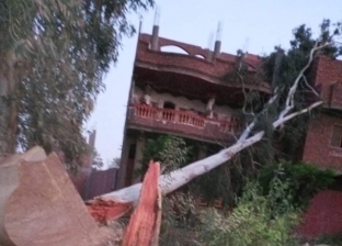 سقوط شجرة على منزل مواطن بشبين القناطر
