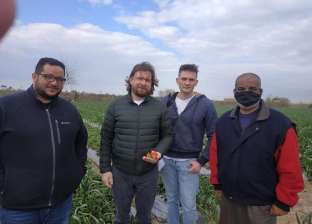 وفد روسي يزور مزارع الفراولة بالإسماعيلية لتصدير 300 طن يوميا