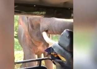 بالفيديو| "لقطات مرعبة".. فيل يهاجم سائحين بريطانيين