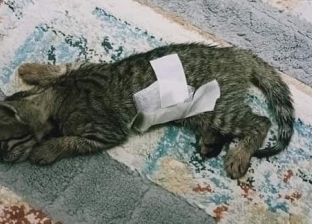 طبيب بيطري يجري جراحة لـ«قطة» مشردة: «سيخ دخل في بطنها»