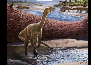 اكتشاف أقدم ديناصور معروف في إفريقيا.. عاش منذ 230 مليون سنة