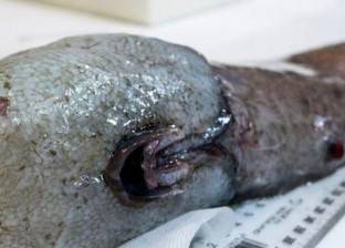 بالصور| العثور على سمكة نادرة دون عيون قرب شواطئ أستراليا الشرقية