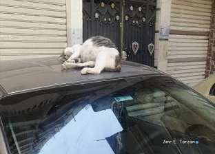 موقف إنساني لشاب انتظر قطة نائمة 30 دقيقة.. «ساب عربيته وركب تاكسي»