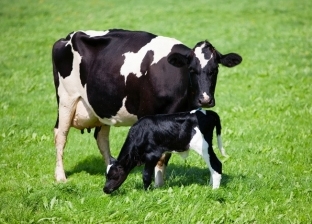 «القومي للبحوث»: إجهاد الأبقار يؤدي لنقص إنتاج اللبن لأكثر من 30%