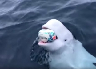 "ما تباصي بقى".. فيديو طريف لحوت "بيلوجا" يلعب بالكرة مع ركاب سفينة