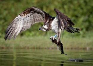 صور| طيور جارحة تصطاد الأسماك باسكتلندا.. والمصورة: شعرت بالافتراس حية