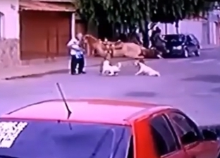 بالفيديو| مواجهة شرسة بين حصان واثنين من أقوى كلاب العالم