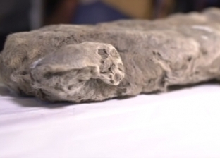 علماء: شبل كهوف سيبيريا المكتشف ربما مازال بداخله آثار من حليب أمه.. «عاش قبل 28 ألف عام»