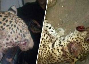 بعد واقعة "نمر العياط".. "حقوق الحيوان": تربية الوحوش في مصر هدفها "الفشخرة"