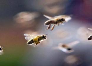 نجاة رجل بمعجزة تعرض لهجوم بواسطة جيش من النحل