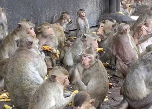بعد ظهور جدري القرود.. «صحة النواب» تكشف كيفية التعامل معه والوقاية منه