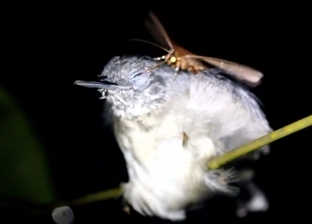 بالفيديو| فراشة تشرب "دموع" طائر أثناء نومه
