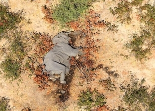 قتلت أكثر من 350 فيل وتسبب الفشل الكبدي للبشر.. ما هي بكتيريا الزرقاء؟