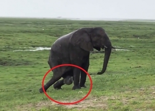 بالفيديو| بعد الولادة مباشرة.. شاهد ماذا فعلت الفيلة لحماية طفلها
