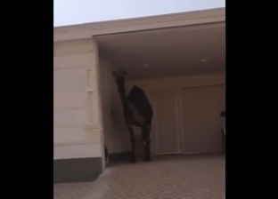 جمل يختبئ داخل منزل في السعودية «ما استحملش درجة الحرارة» (فيديو)