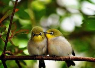 "هرمون الحب"ليس فقط للبشر.. يظهر أيضا في الطيور