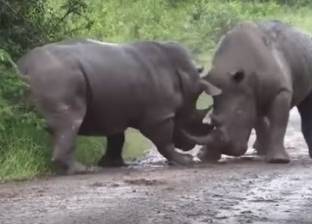 بالفيديو| "خناقة" دامية بين حيوانيين من وحيد القرن: بسبب الزعامة