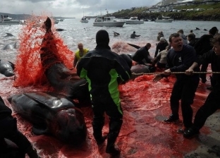 ذبح مئات الحيتان بطريقة وحشية لصبغ البحر باللون الأحمر في الدنمارك