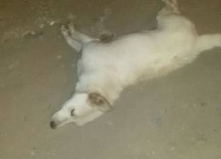 إعدام 9 كلاب ضالة في حملة للطب البيطري في الفيوم