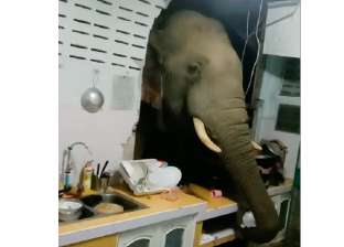 «صحيوا لاقوه في المطبخ».. فيل يخترق جدار منزل لسرقة كيس أرز «فيديو»