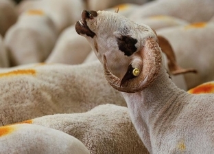 «تموين الفيوم»: توفير خروف العيد للمواطنين بأسعار مخفضة