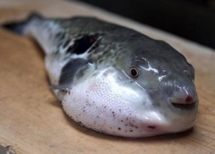 «الثروة السمكية» تحذر من تناول أسماك سامة منتشرة في الأسواق
