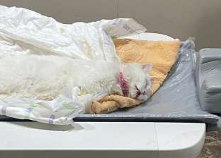 حملة جمع تبرعات لإنقاذ "قط شيرازى": سقط من طابق مرتفع وأصيب بشلل