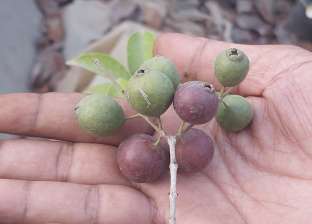 الجوافة الفرنسية.. فاكهة هندية الأصل تُزرع في مصر والكيلو بـ400 جنيه