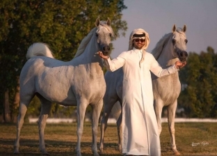 مؤسس رابطة «الخيل العربي الأصيل»: عودة مهرجانات الخيول لتنشيط السياحة