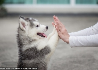 دراسة: امتلاك كلب يزيد من فرص ارتباطك.. «بيخليك أكثر جاذبية»