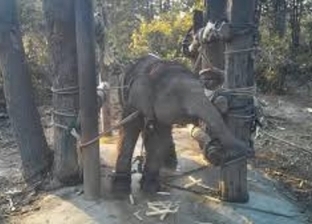 فيديو.. بكاء صغار الأفيال بعد تعذيب وحشي في الهند من أجل السياح