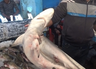 صور| الكيلو بـ50 جنيها.. أسماك القرش تباع في السويس: تعالج أمراض الظهر