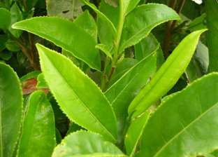 دراسة: الشاي الأخضر يقاوم أضرار المبيدات الحشرية على الخصوبة والإنجاب