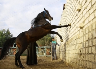 حكايات المصريين مع تربية الخيول العربية: «إحنا بلد الـ1000 مدرب»