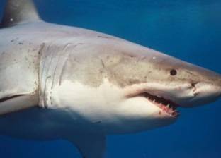 أستراليا تحذر.. أسماك القرش في الشوارع