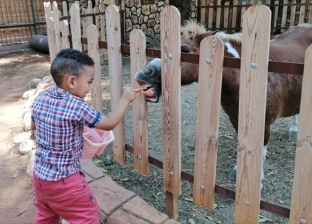 لأول مرة.. الأطفال يلعبون مع حيوانات حديقة الجيزة بدون حواجز