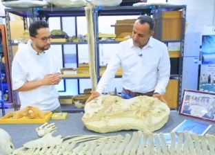 هشام سلام يعلن تفاصيل اكتشاف حفرية حوت عمرها 41 مليون سنة في مصر (فيديو)