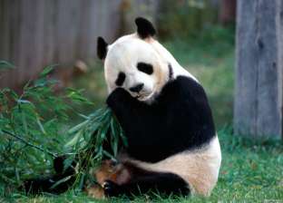 بفضل جهود حماة البيئة.. "الباندا" لم تعد مهددة بالانقراض
