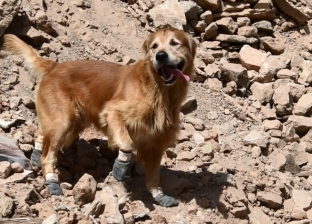 مهمة خاصة لكلب سويدي في المغرب.. يكتشف الأحياء تحت الأنقاض